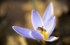 impollinando impollinando