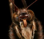 Primo piano di farfalla