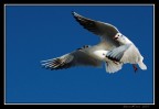 Gabbiani in volo Gabbiani in volo