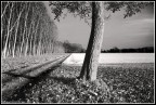 La campagna di Carignano, Torino. #10. Versione IR La campagna di Carignano, Torino. #10. Versione IR