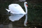 Cigno riflesso