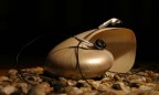Contest musica...conchiglia mp3 Contest musica...conchiglia mp3