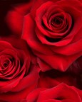 rosso rosso
