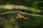 spider spider