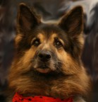 ho modificato questa foto che ha avuto un solo commento,spero k ora ne possa avere di pi�...