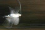 Panning Panning