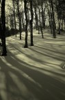 Luci e ombre nel bosco Luci e ombre nel bosco