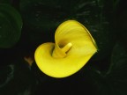 gialla calla gialla gialla calla gialla