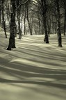 Dentro il bosco Dentro il bosco
