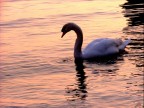 Il Cigno Solitario Il Cigno Solitario