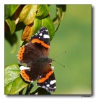 Batterfly 22 Batterfly 22