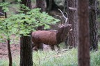 Il re della foresta Il re della foresta