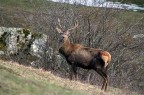 Cervo maschio giovane Cervo maschio giovane