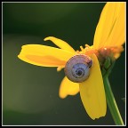 Che fatica arrivare quass�...