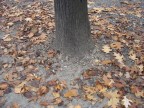Albero Albero