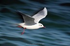Seagull III Seagull III