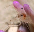 Santa Maria al Bagno (Nard�)
-8mt. 
Notturna

Periclimenes ametystheus (ca. 2cm) che ha appena catturato un piccolo gambero (ca. 1 mm) e lo sta divorando dalla testa.
Il Mare mi ha donato la fortuna di assistere e fotografare questa scena di orrida bellezza, ma � il gioco della vita, si sa.

Critiche e suggerimenti, come sempre, benedetti

Grazie mille a tutti

Giuseppe