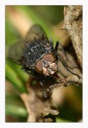 Moschina Moschina