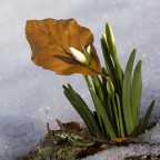 Bucaneve (Galanthus nivalis), Monte Fumaiolo FC, 03/02/2007
Canon Eos 30 D con Canon EF 100/2,8 USM - ISO 100 1/80" f/11