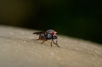 Mr Red Eye Mr Red Eye