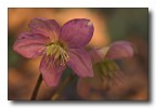 flowers flowers