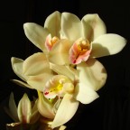 Orchidea Orchidea