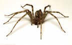 Tegenaria sp. Tegenaria sp.