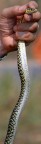 Serpente Serpente