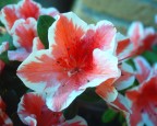 fiori fiori