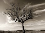 .......albero....... .......albero.......