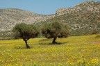 Ulivi greci Ulivi greci