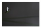 Minimalismo floreale Minimalismo floreale