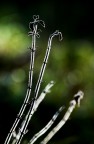 arbusti in controluce arbusti in controluce