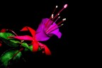 SOLO UN FIORE SOLO UN FIORE
