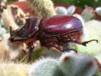 Scarabeo Scarabeo