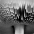 fungine#2 fungine#2