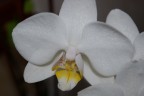 ORCHIDEA 1