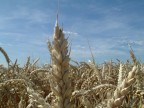 grano grano