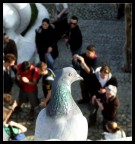 Che � sto casino??