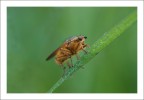 Mosca Gialla Mosca Gialla