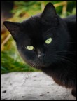Uno sguardo...che uccide Uno sguardo...che uccide