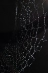 Drops Drops