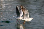 danzando sull'acqua danzando sull'acqua