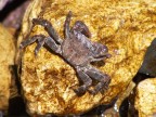 Un piccolo granchio su scoglio "giallo"