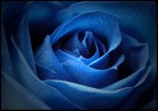 Voluptous Blue Voluptous Blue