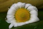 e per contorno... una corona di gocce.. e per contorno... una corona di gocce..