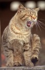 Che noia! Che noia!