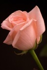 Pinck roses Pinck roses