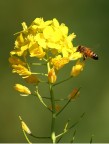 impollinazione impollinazione