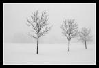 tre alberi tre alberi